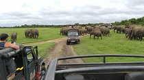 Private half Day Minneriya National Park Safari tour from Habarana / Sigiriya 