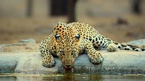 Jaipur half day Jhalana Leopard Safari 