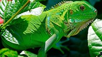 Manu Jungle Tour (3 Days)