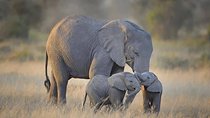 4 days Tarangire, Serengeti & Ngorongoro
