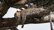 3 Days Tarangire, Ngorongoro Craeter & Lake Manyara