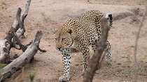 5 Day Kruger National Park tour