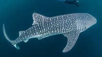 Whale Shark Watching with Sumilon Sandbar and Kawasan Falls Tour 