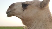 Tour Saudi Arabia with German guide 
