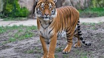 Prague Zoo Admission Ticket including Round Trip Transfer