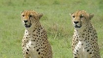 2 Days Safari, Amboseli Naitional Park 