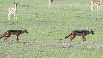 3 Days Maasai Mara Safari