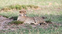 4 Days Lake Nakuru National Park, Maasai Mara Safari