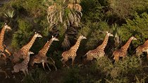 3 Day: Tarangire, Ngorongoro Crater and Lake Manyara N.P
