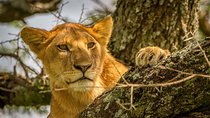 4 Day: Astonishing Group Safari