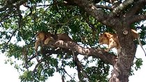 2 Days Amboseli National park safari package