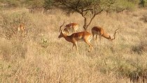 7 Days Samburu - Lake Naivasha - Mara Safari