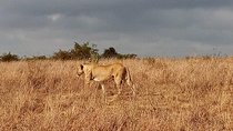 Lake Nakuru National park Express Day Trip 