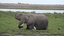 5 Days Tsavo East, Tsavo West and Amboseli Safari