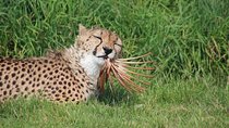 18 Day Wildlife, Landscapes and Cultural Safari (Lodging) 