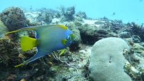 Snorkel in El Cielo Cozumel Reef with Lunch, Beach and Transport