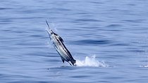 Full Day Sportsman/Enthusiast Charter