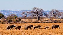 1 Day: Unforgettable Tarangire