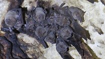 Cenotes diving Dos Ojos and The Bat Cave