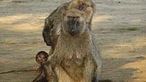 Seven Days One Wonderful Week Safari In Uganda