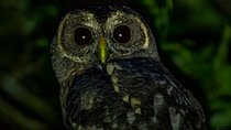 Cloud Forest Night Walk in Monteverde -Monteverde Wild-