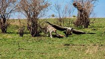 Best Ngorongoro crater Tanzania Safari 1- Day tour Experience 