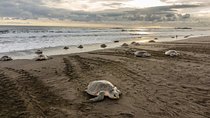 Turtle Watching Tour