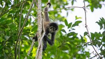 Coba & Monkey Sanctuary Punta Laguna Private Tour