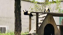 Chengdu Expert Tour of Panda Research Center Plus Your Interested Site