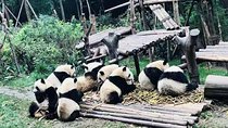 Chengdu Highlights with Luodai Ancient Town Discovery