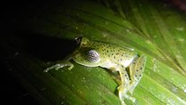 Private 4 Hours Night Jungle Hike Panama Tour