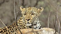 Afternoon Kruger National Park Safari