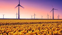 Dutch Tulip Fields & Giethoorn: Private Tour From Amsterdam