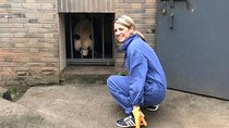 Private Full Day Panda Volunteer and Dujiangyan Irrigation System Tour