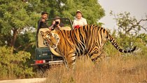 From Jaipur: Ranthambore Tiger Safari Private Day Trip Tour