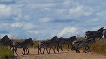 #1 Best Tanzania Safari Tarangire Day tour Adventure 