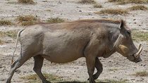 Best 3 days Tanzania shared Safari Tarangire Ngorororo Manyara 