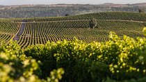 Full Day Concha y Toro & Santa Rita Vineyards from Santiago 