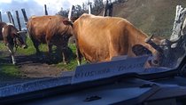 Discover Madeira Island differently
