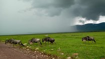5 Days Safari from Dar es Salaam to Tarangire NP, Manyara NP & Ngorongoro Crater