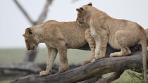 3 Days Camping Safari Tarangire, Lake Manyara and Ngorongoro Crater