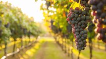 Private Tour: Pompeii & Wine Tasting at the Slopes of Mt Vesuvius