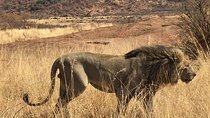 Lesedi cultural village and lion mini safari