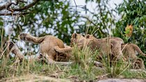 Day trip to manyara National park from Arusha 