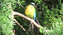 Bird watching and nocturnal walk