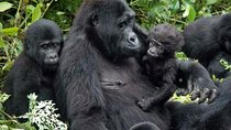 7Day Gorilla safari