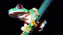 Manuel Antonio Night Tour
