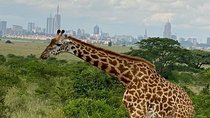 Private Nairobi Park/Elephant Orphanage/Giraffe Tour in Van