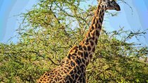 Nairobi National Park Safari