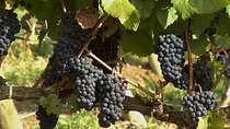 East Kelowna Wine Tour - Classic - 6 Wineries